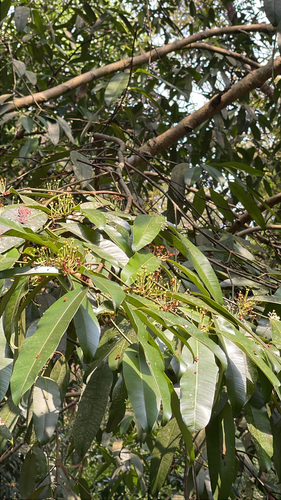 Calophyllum soulattri observed 2026-09-20