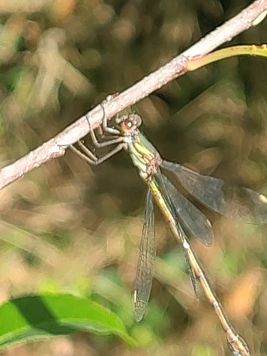 Western Willow Spreadwing