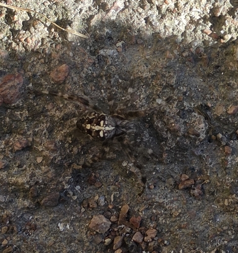 Cross Orbweaver