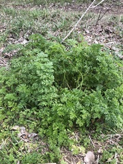 Torilis nodosa