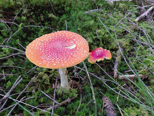 Fly Agaric