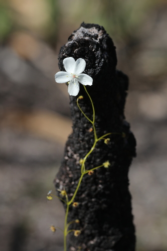 Drosera erythrogyne