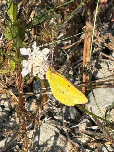 Clouded Yellow