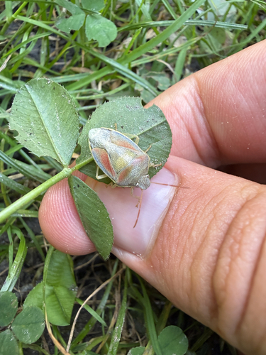 Gorse Shield Bug