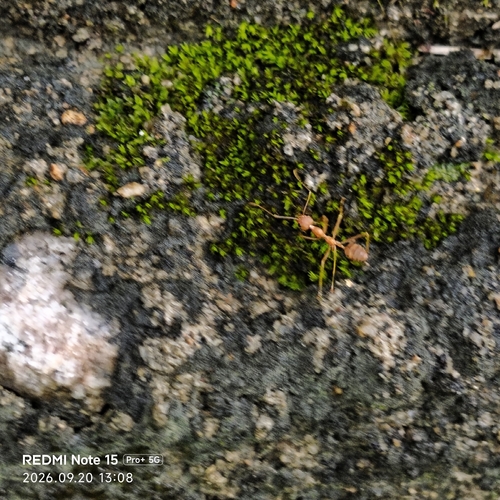 Asian Weaver Ant