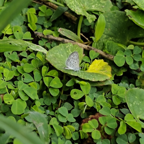 Tiny Grass Blue