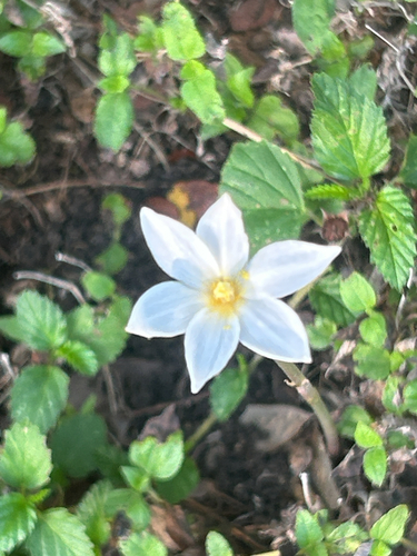 Brazos rain-lily