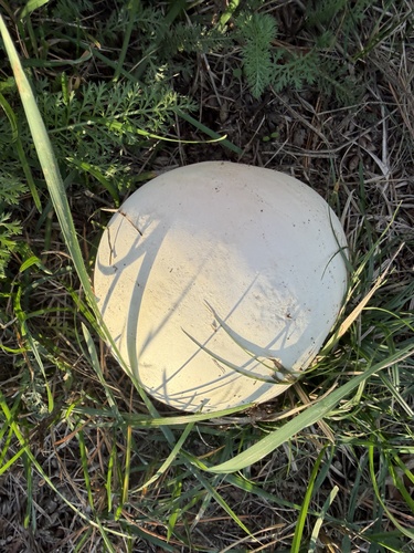 giant puffball
