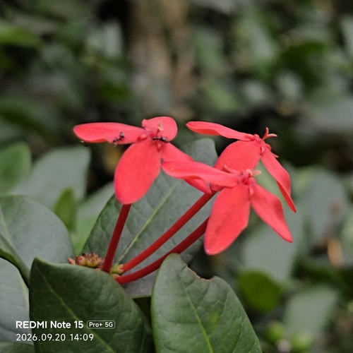 Jungle flame