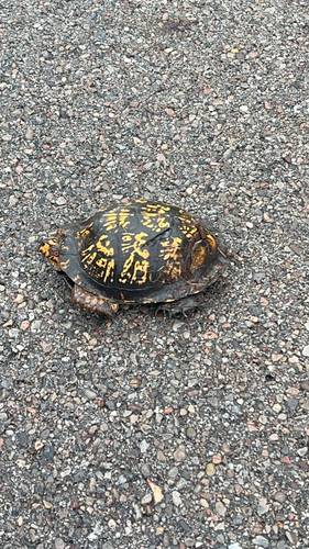 Eastern Box Turtle