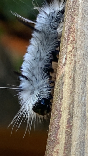 Hickory Tussock Moth