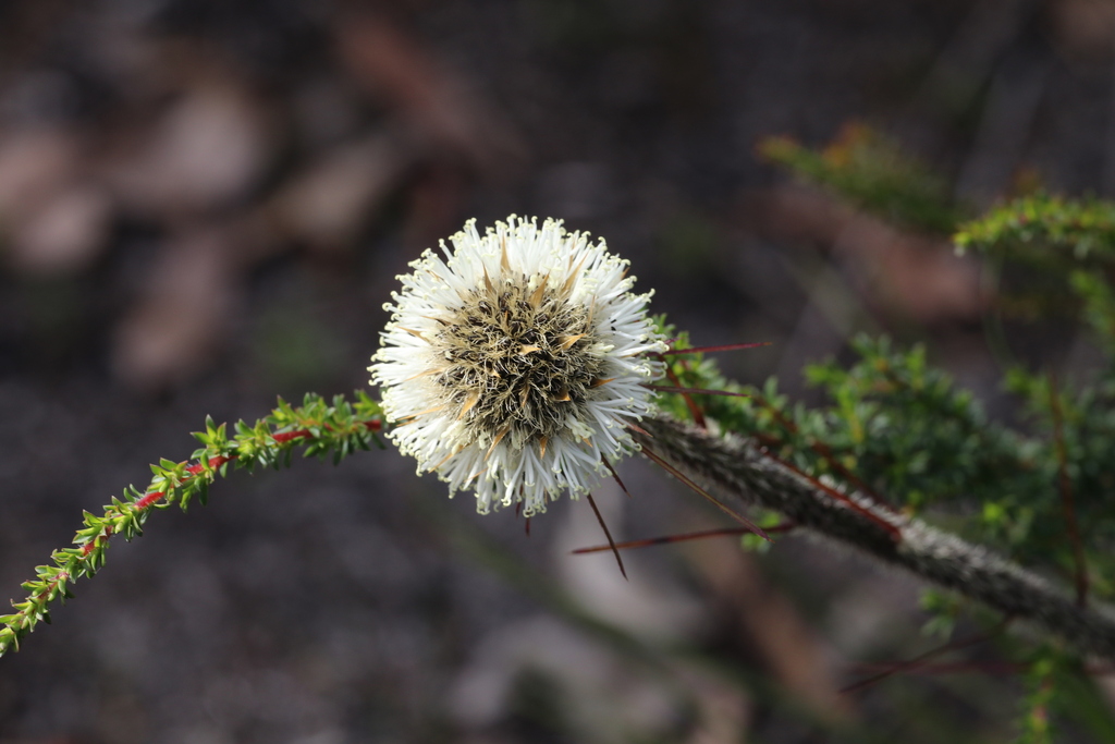 Dasypogon bromeliifolius; photograph (c) Hugo Innes, some rights reserved (CC BY)
