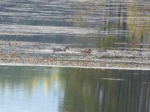 Northern Shoveler