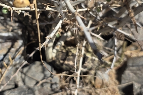 Common Chameleon