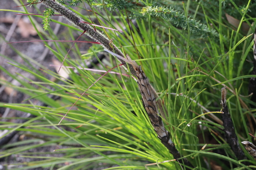 Dasypogon bromeliifolius, photograph 1