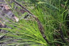 (c) Hugo Innes, some rights reserved (CC BY) Dasypogon bromeliifolius, photograph (c) Hugo Innes, some rights reserved (CC BY)
