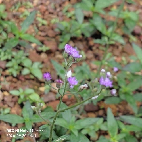 little ironweed