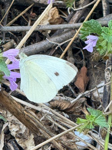 Small White