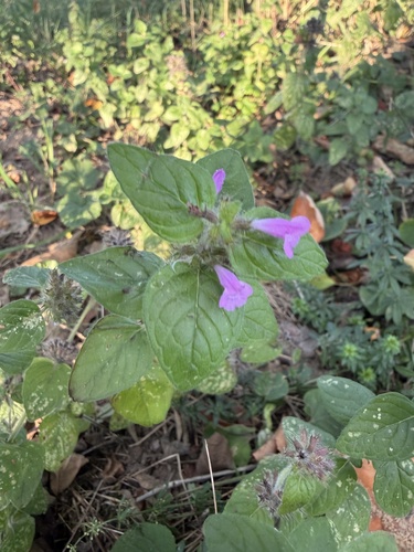 Wild Basil