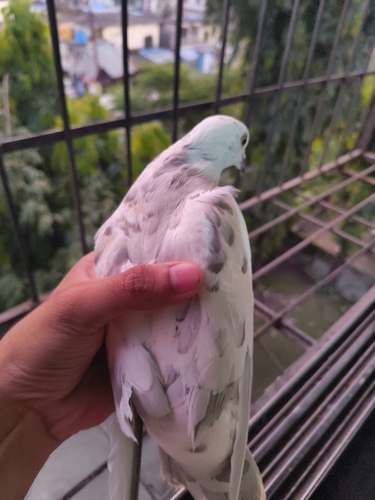 Feral Pigeon