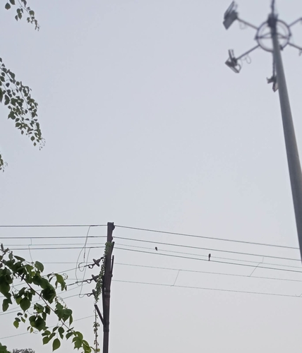 Black Drongo