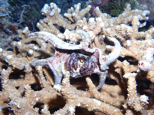 Dardanus guttatus observed 2026-09-20