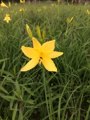 Hemerocallis lilioasphodelus