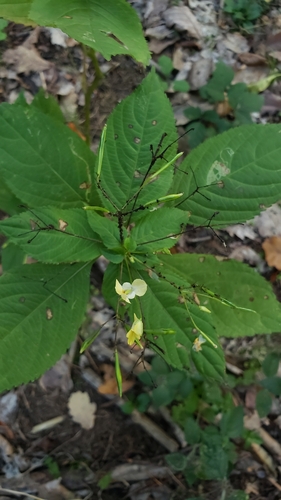 small balsam