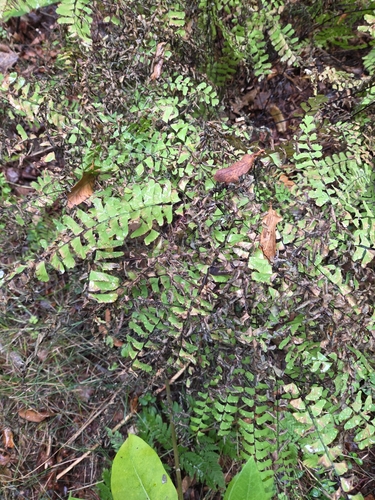 northern maidenhair fern