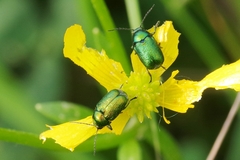 Cryptocephalus aureolus