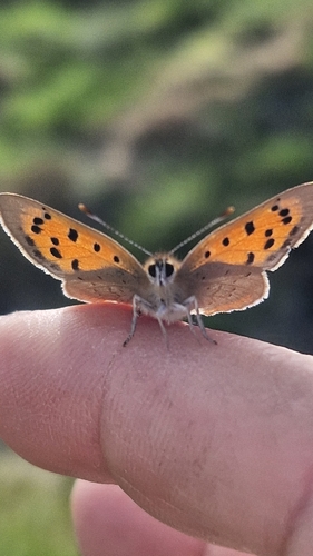 Small Copper