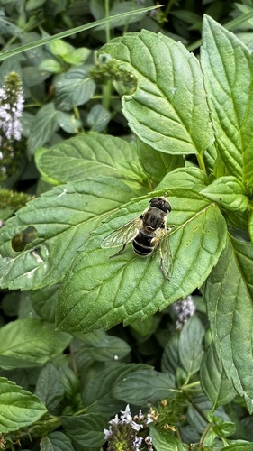 Eurasian Drone Fly