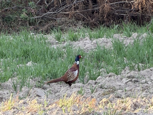 Ring-necked Pheasant
