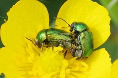 Cryptocephalus aureolus