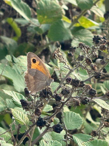 Meadow Brown
