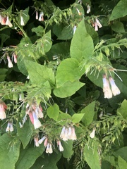 Symphytum × hidcotense