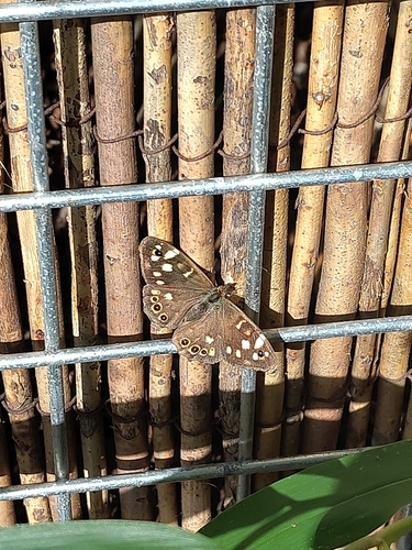 Speckled Wood