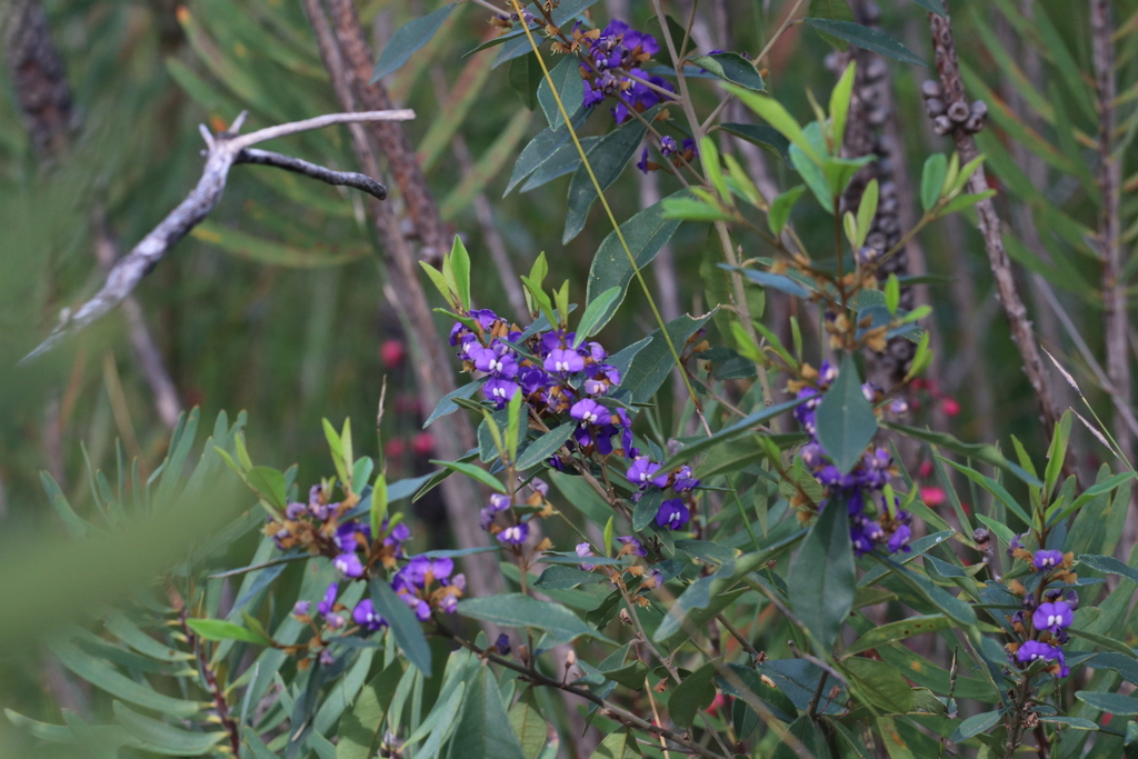 Hovea elliptica; photograph (c) Hugo Innes, some rights reserved (CC BY)