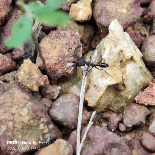 Common Oriental Trap-jaw Ant