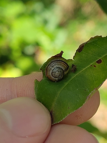 Cepaea