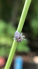 Hamataliwa grisea