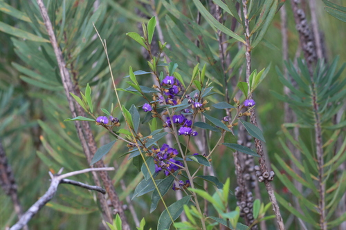 Hovea elliptica, photograph 3