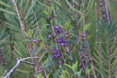 (c) Hugo Innes, some rights reserved (CC BY) Hovea elliptica, photograph (c) Hugo Innes, some rights reserved (CC BY)