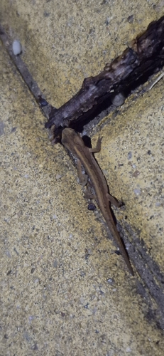 Smooth Newt
