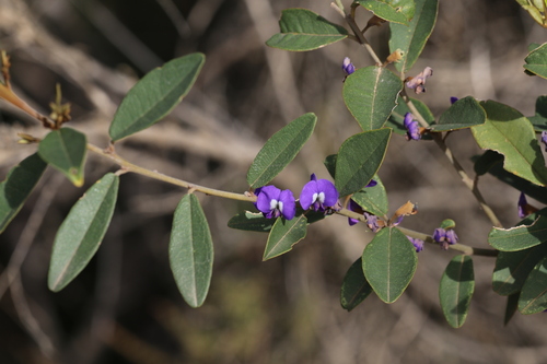 Hovea elliptica, photograph 2