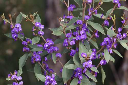Hovea elliptica, photograph 1