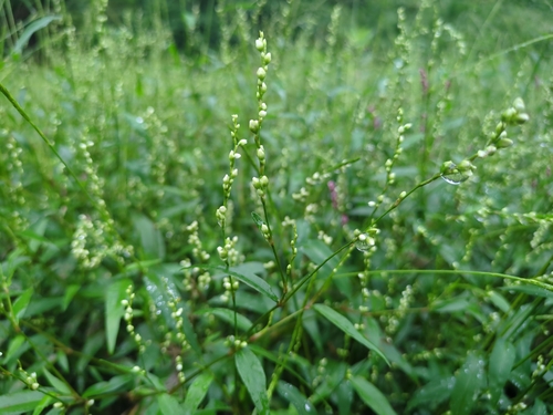 Dotted Smartweed