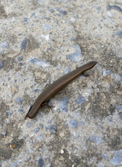 Ablepharus kitaibelii