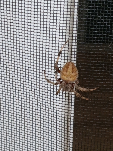 Spotted Orbweaver