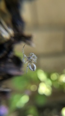 Hamataliwa grisea
